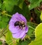 Busy Bee Indulging in Pretty Purple Flower