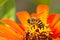 Busy bee on orange flower