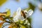 Busy bee pollinating cherry blossoms in spring