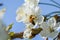 Busy bee pollinating cherry blossoms in spring