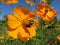 Busy Bee Pollinating a Summer Cosmos Flower