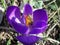 Busy bee on purple crocus