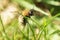 Busy bee resting in grass