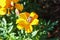 A busy bee working on marigold flowers