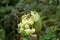 Busy bees at Great Smoky Mountain National Park 1