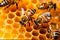 Busy Bees on Honeycomb Honey Production by a Hive, AI