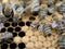 Busy bees inside hive with open and sealed cells for their young. Birth of young bees. Close up showing some animals and honeycomb