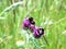 Busy Bees on Thistle Flowers