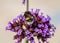 A busy bumblebee pollinates verbena flowers.