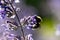 Busy bumblebee pollinating a purple blossom in spring and summer with much copy space and a blurred background