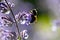 Busy bumblebee pollinating a purple blossom in spring and summer with much copy space and a blurred background