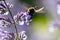 Busy bumblebee pollinating a purple blossom in spring and summer with much copy space and a blurred background