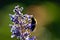 Busy bumblebee pollinating a purple blossom in spring and summer with much copy space and a blurred background