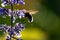 Busy bumblebee pollinating a purple blossom in spring and summer with much copy space and a blurred background