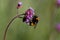 Busy bumblebee pollinating a purple blossom in spring and summer with much copy space and a blurred background