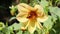 Busy carpenter bee collecting pollen from a blooming yellow cosmos flower and then quickly flying out of the scene.