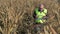 Busy farmer using tablet PC on cold corn field