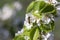 Busy honey bee collects pollen from white apple blossoms with dew drops in early morning