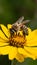 Busy honey bee diligently pollinates yellow flower outdoors