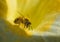Busy honey bee with honeydew