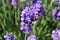 A busy honeybee collects nectar from lavender flowers