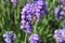 A busy honeybee collects nectar from lavender flowers