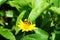 Busy Honeybee on yellow daisy-like wildflower in Krabi, Thailand