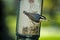 Busy Red-Breasted Nut Hatch Bird Perched on bird feeder