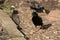 Busy Starling, Sturnus vulgaris, collecting mealworms for its young on garden path, Norfolk, UK