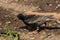 Busy Starling, Sturnus vulgaris, collecting mealworms for its young on garden path, Norfolk, UK