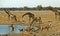 A busy waterhole in Etosha with giraffe, springbok and Kudu