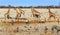 Busy waterhole in Etosha National Park, with giraffes, Impala, Oryx and zebra