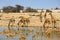 Busy waterhole with many animals taking a drink in Etosha National Park, Namibia