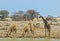 Busy waterhole with many giraffe and zebras