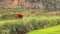 Butanese farmer cutting and collecting grass