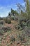 Butcher Jones Beach, Tonto National Forest, Arizona, United States