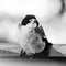 Butcherbird in black and white