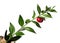 Butchers-broom stem with red fruit over white - Ruscus aculeatus