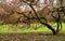 Bute park outside Cardiff castle, Wales.