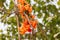 Butea frondosa is a popular traditional Indian medicinal tree