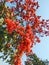 Butea Monosperma flower Bastard teak, Parrot tree, Butea gum and Sacred tree, Palash Butea Monosperma.Jabalpur, India.