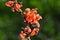 Butea Monosperma or Palash Flower.