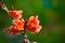 Butea Monosperma or Palash Flower.