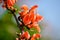 Butea Monosperma or Palash Flower.