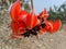 Butea monosperma or palash flowers on plant stem Holi festival flowers is used to making colours in india