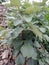 Butea monosperma plant with textured background wallpaper,