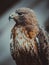 Buteo buteo, captive bird looking away