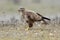 Buteo buteo, Common buzzard perched in the meadow on an unfocused background.