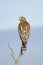 Buteo lineatus, Red Shouldered Hawk