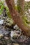 Buterflies Panaxia on a tree trunk in Butterly valley at Rhodes island in Greece